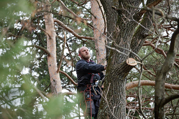 How Our Tree Care Process Works  in  Morganton, NC